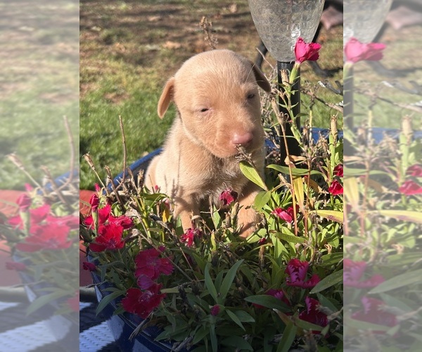 Medium Photo #15 Labrador Retriever Puppy For Sale in LEASBURG, MO, USA