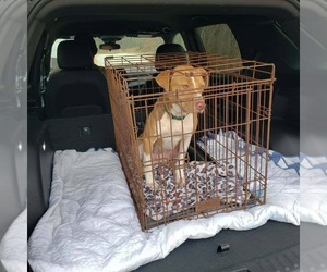 Mutt Dogs for adoption in Frenchburg, KY, USA