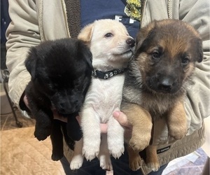 German Shepherd Dog Puppy for sale in MORGANFIELD, KY, USA