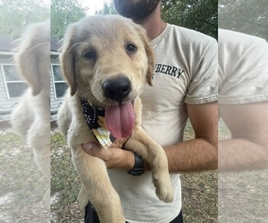 Golden Retriever Puppy for sale in COCHRAN, GA, USA