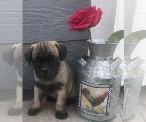 American Lo-Sze Pugg-Jack Russell Terrier Mix Puppy for sale in GRAND JCT, CO, USA