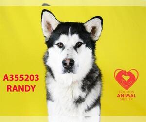 Alaskan Malamute Dogs for adoption in Stockton, CA, USA