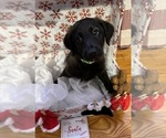 Puppy Puppy 8 Aussiedoodle-Labradoodle Mix