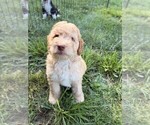 Small Photo #71 Aussiedoodle Puppy For Sale in ASHEVILLE, NC, USA