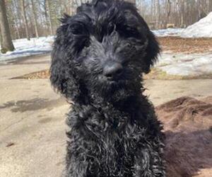 Schnoodle (Giant) Puppy for sale in BRAINERD, MN, USA