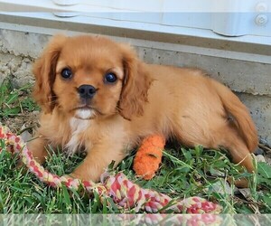 Cavalier King Charles Spaniel Puppy for sale in CARLISLE, KY, USA
