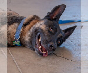 Milo - Male German Shepherd Dog-Unknown Mix Dog for Adoption - Photo #3