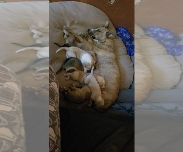 Medium Photo #3 Mutt Puppy For Sale in Vail, AZ, USA