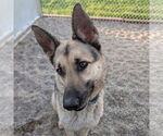 Small #4 German Shepherd Dog