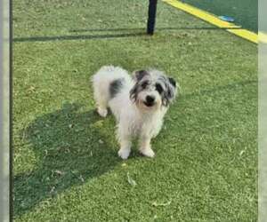 Mutt Dogs for adoption in Woodbury, NY, USA