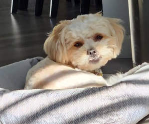 Mother of the Maltipoo-ShihPoo Mix puppies born on 01/05/2025