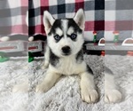Small Photo #1 Pomsky Puppy For Sale in GREENWOOD, IN, USA