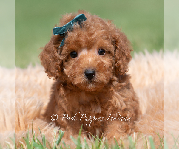 Medium Photo #26 Maltipoo (Miniature) Puppy For Sale in WARSAW, IN, USA