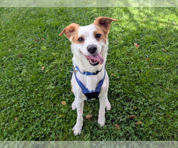 Medium Photo #2 Border Collie-Unknown Mix Puppy For Sale in San Clemente, CA, USA