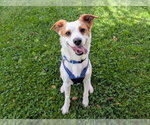 Small #1 Border Collie Mix