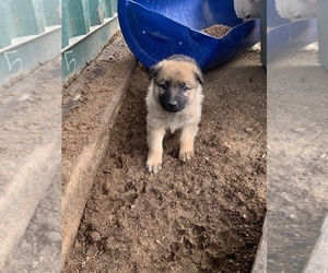 German Shepherd Dog Puppy for sale in BOYLE HEIGHTS, CA, USA