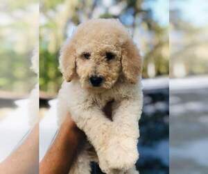 Goldendoodle (Miniature) Puppy for sale in ORLANDO, FL, USA