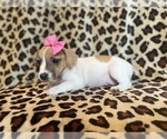 Small #9 Jack Russell Terrier