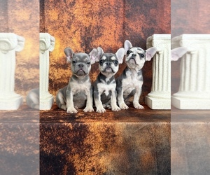 French Bulldog Puppy for sale in CHICAGO, IL, USA