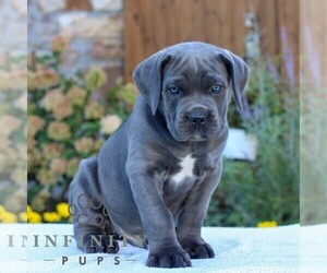 Cane Corso Puppy for sale in GORDONVILLE, PA, USA