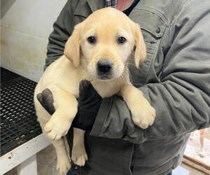 Labrador Retriever Puppy for sale in RIVERVIEW, FL, USA