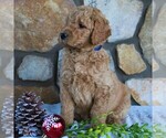 Small #2 Goldendoodle-Poodle (Standard) Mix