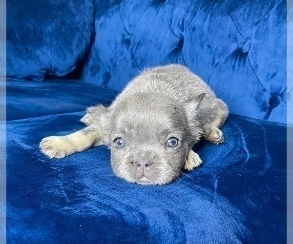 Medium Photo #8 French Bulldog Puppy For Sale in CORPUS CHRISTI, TX, USA