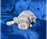 Small Photo #8 French Bulldog Puppy For Sale in CORPUS CHRISTI, TX, USA