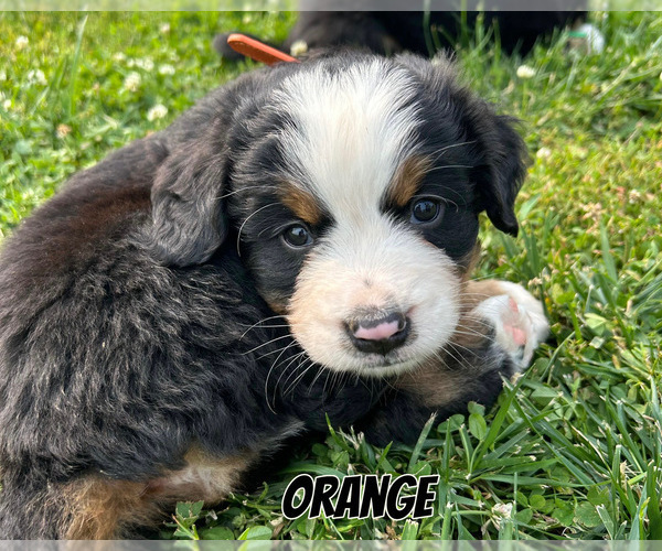 Medium Photo #7 Bernese Mountain Dog Puppy For Sale in KIRKSVILLE, MO, USA