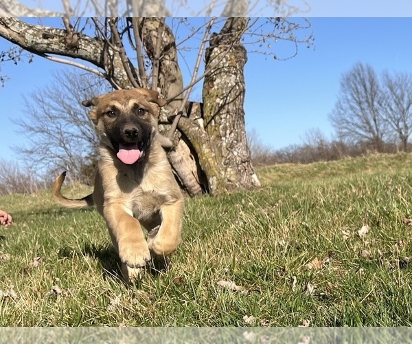 Medium Photo #1 Anatolian Shepherd-German Shepherd Dog Mix Puppy For Sale in DAWN, MO, USA