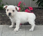 Small #4 West Highland White Terrier