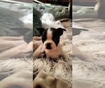 Small Photo #17 Boston Terrier Puppy For Sale in LIVERPOOL, TX, USA