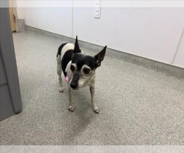 Medium Photo #1 Rat Terrier Puppy For Sale in Fort Collins, CO, USA