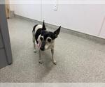 Small Rat Terrier