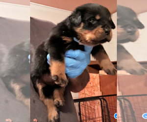 Rottweiler Puppy for sale in WALLINGFORD, CT, USA