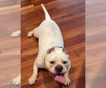 Small #2 American Bulldog-French Bulldog Mix