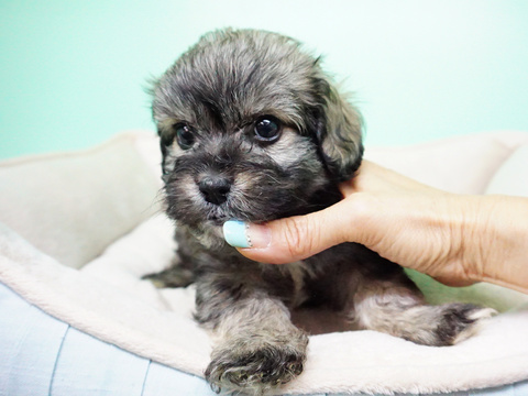 Medium Photo #4 Shih-Poo Puppy For Sale in LA MIRADA, CA, USA