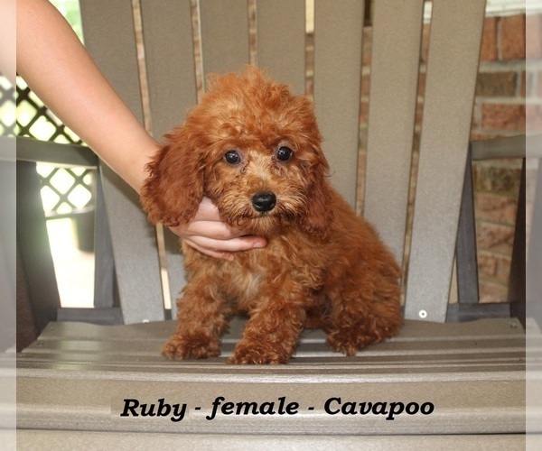 Medium Photo #4 Cavapoo Puppy For Sale in CLARKRANGE, TN, USA