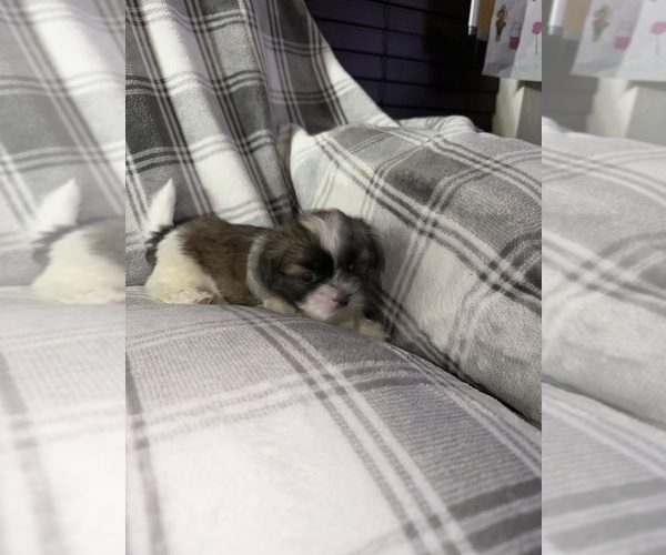 Medium Photo #2 Shih Tzu Puppy For Sale in GLENDALE HEIGHTS, IL, USA
