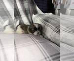 Small #1 Shih Tzu