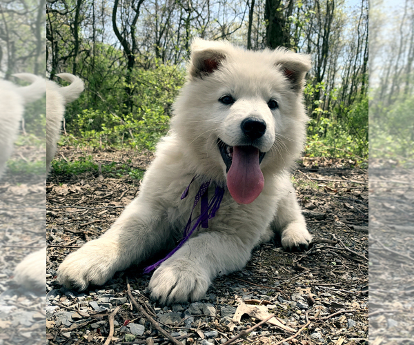 Medium Photo #21 German Shepherd Dog Puppy For Sale in WASHINGTON, NJ, USA