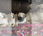 Puppy YELLOW GIRL Pug
