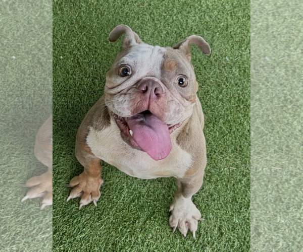 Medium Photo #2 French Bulldog-Unknown Mix Puppy For Sale in Oakland Park, FL, USA