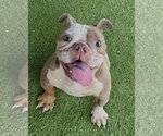Small Photo #2 French Bulldog-Unknown Mix Puppy For Sale in Oakland Park, FL, USA