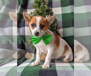Pomeranian-Unknown Mix Puppy for sale in LINCOLN UNIV, PA, USA