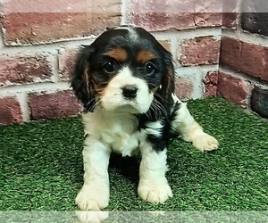 Cavalier King Charles Spaniel Puppy for sale in CLARK, MO, USA
