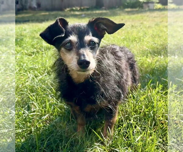 Medium Photo #8 Chihuahua-Unknown Mix Puppy For Sale in Fargo, ND, USA