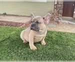 Small #4 French Bulldog