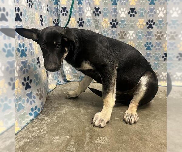 Medium Photo #1 German Shepherd Dog-Unknown Mix Puppy For Sale in Rosenberg, TX, USA