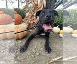 Small #5 Labrador Retriever Mix